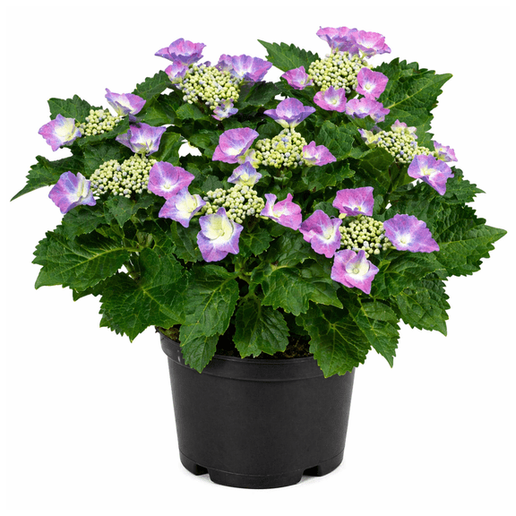 Hydrangea macrophylla Cabbage Patch Compact Pink & Blue Mophead Hydrangea Shrub