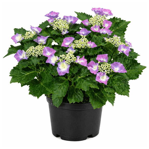 Hydrangea Macrophylla 'Cabbage Patch'  Live Compact Mophead Hydrangea Shrub, Pink & Blue Blooms