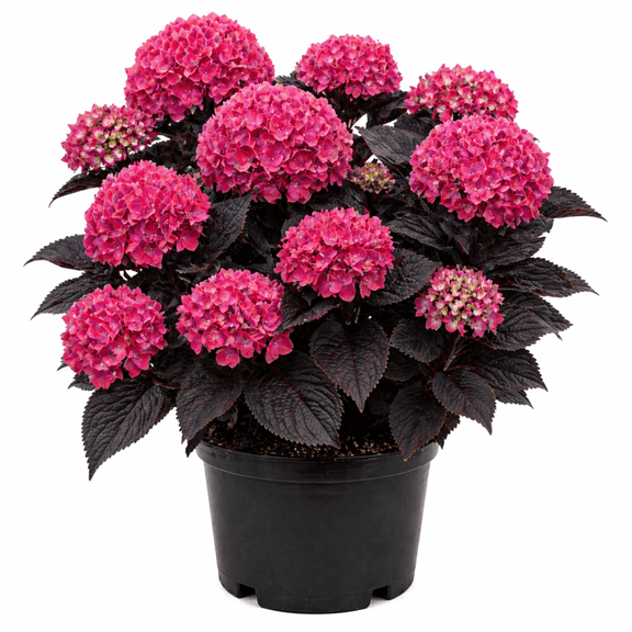 Hydrangea Macrophylla 'Eclipse' Live Bigleaf Hydrangea Shrub, Dark Purple Foliage, Pink & Blue Blooms