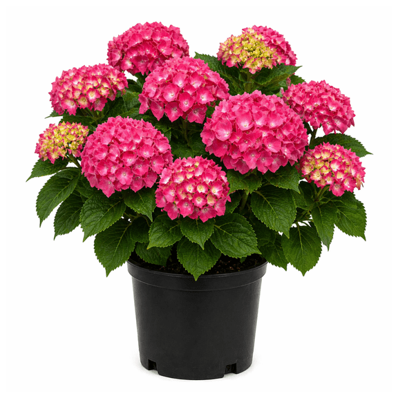 Hydrangea macrophylla Merritts Supreme Large Pink & Blue Mophead Flowering Shrub