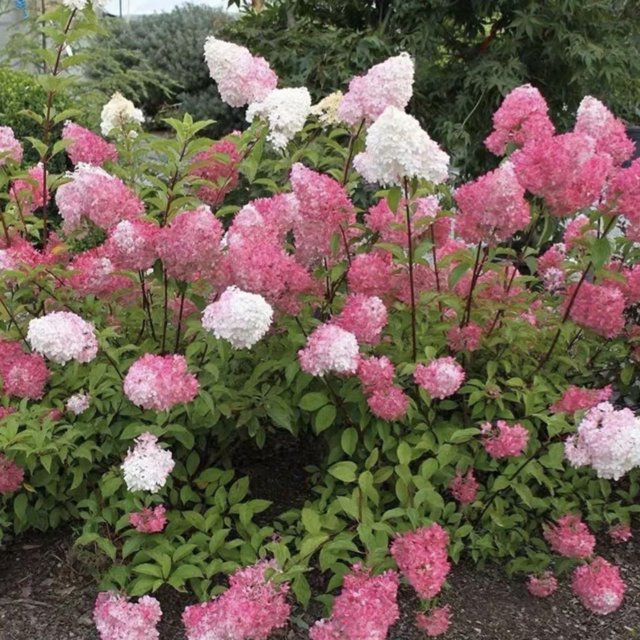 Hydrangea plants live Hydrangea plants live Hydrangea plants for
