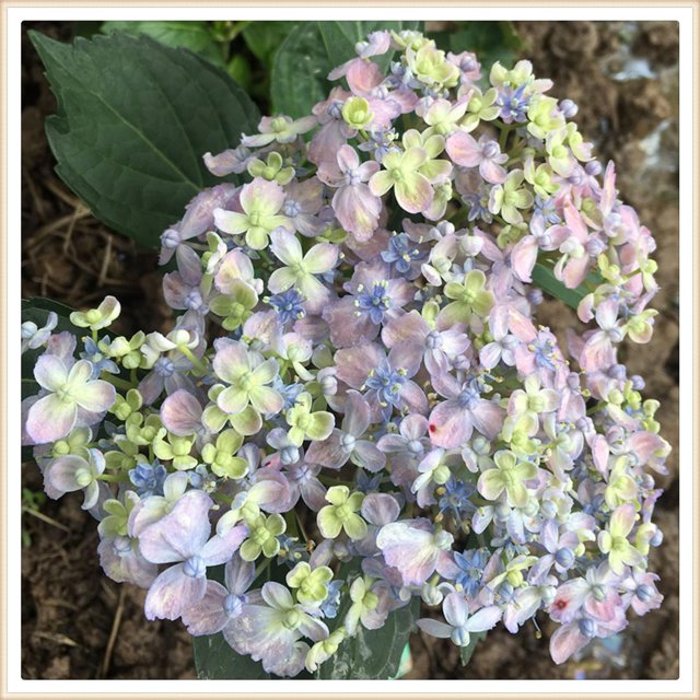Hydrangea plants live Hydrangea plants live Hydrangea plants for sale