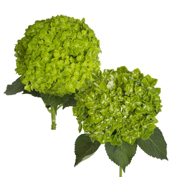 Hydrangeas - 12 Stems of Assorted Emerald, Farm Direct, Fresh Cut Flowers by Bloomingmore