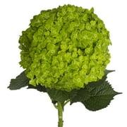 Bloomingmore - Emerald Hydrangea - Green Fresh Flowers, 12 stem