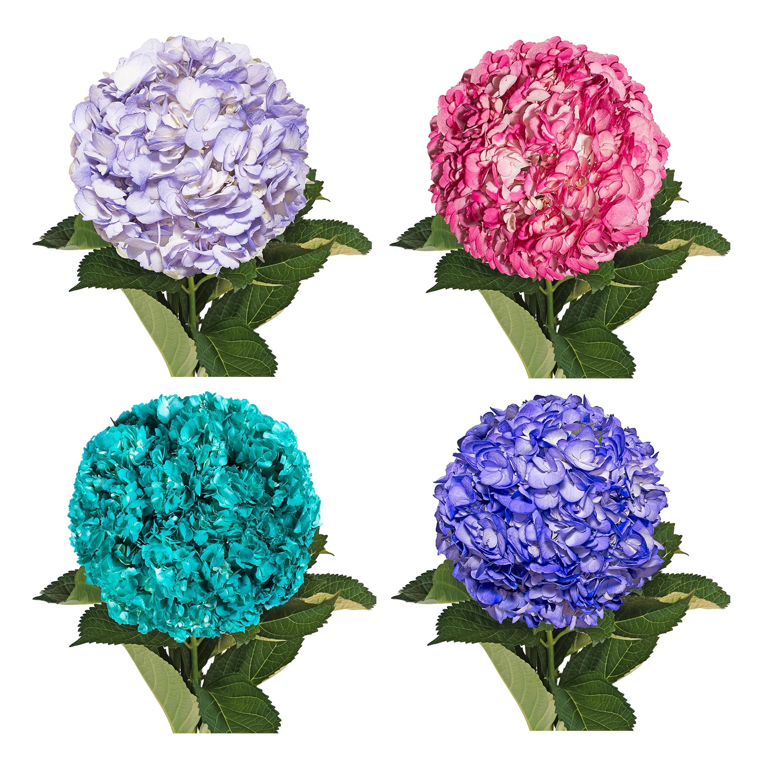 Hydrangeas 15 Stems of Airbrushed Assorted Colors Lavender Pink Purple ...