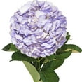 thumbnail image 1 of Hydrangeas 15 Stems of Airbrushed Lavender Farm Direct Fresh Cut Flowers by Bloomingmore, 1 of 7