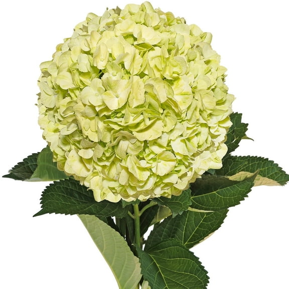 Hydrangeas 15 Stems of Lime Green Farm Direct Fresh Cut Flowers by Bloomingmore