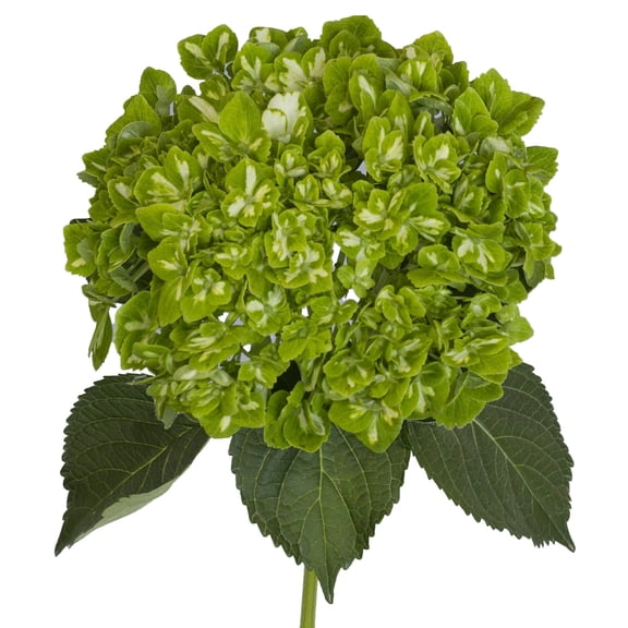 Hydrangeas 15 stems of Emerald Variegated Farm Direct Fresh Cut Flowers by Bloomingmore