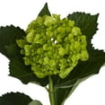 thumbnail image 1 of Hydrangeas - 20 Stems of Mini Green Mojito, Farm Direct, Farm Direct Fresh Cut Flowers by Bloomingmore, 1 of 8