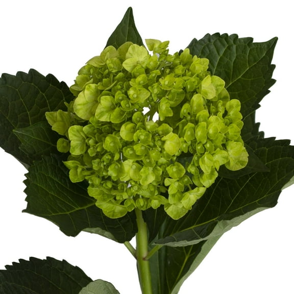 Hydrangeas - 20 Stems of Mini Green Mojito, Farm Direct, Farm Direct Fresh Cut Flowers by Bloomingmore