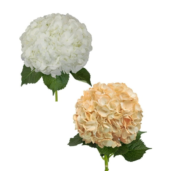 Hydrangeas - 30 Stems of White and Airbrushed Peach, Farm Direct, Farm Direct Fresh Cut Flowers by Bloomingmore