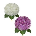 thumbnail image 1 of Hydrangeas 30 Stems of White and Elite Purple Farm Direct Fresh Cut Flowers by Bloomingmore, 1 of 4