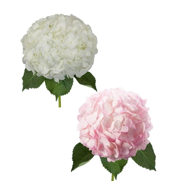 Hydrangeas 30 Stems of White and Painted Pink Farm Direct Fresh Cut Flowers by Bloomingmore