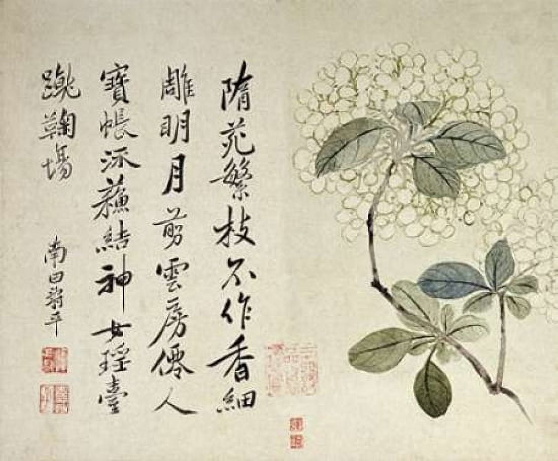 Hydrangeas Canvas Art - Yun Shouping (20 x 24)