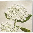 thumbnail image 1 of Hydrangeas II (Neutre) by Remy Dellal, Canvas Wall Art, 12W x 12H, 1 of 2