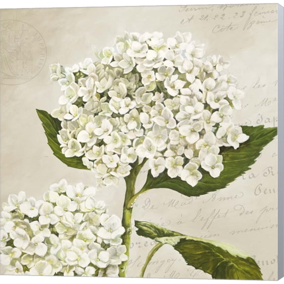 Hydrangeas II (Neutre) by Remy Dellal, Canvas Wall Art, 12W x 12H