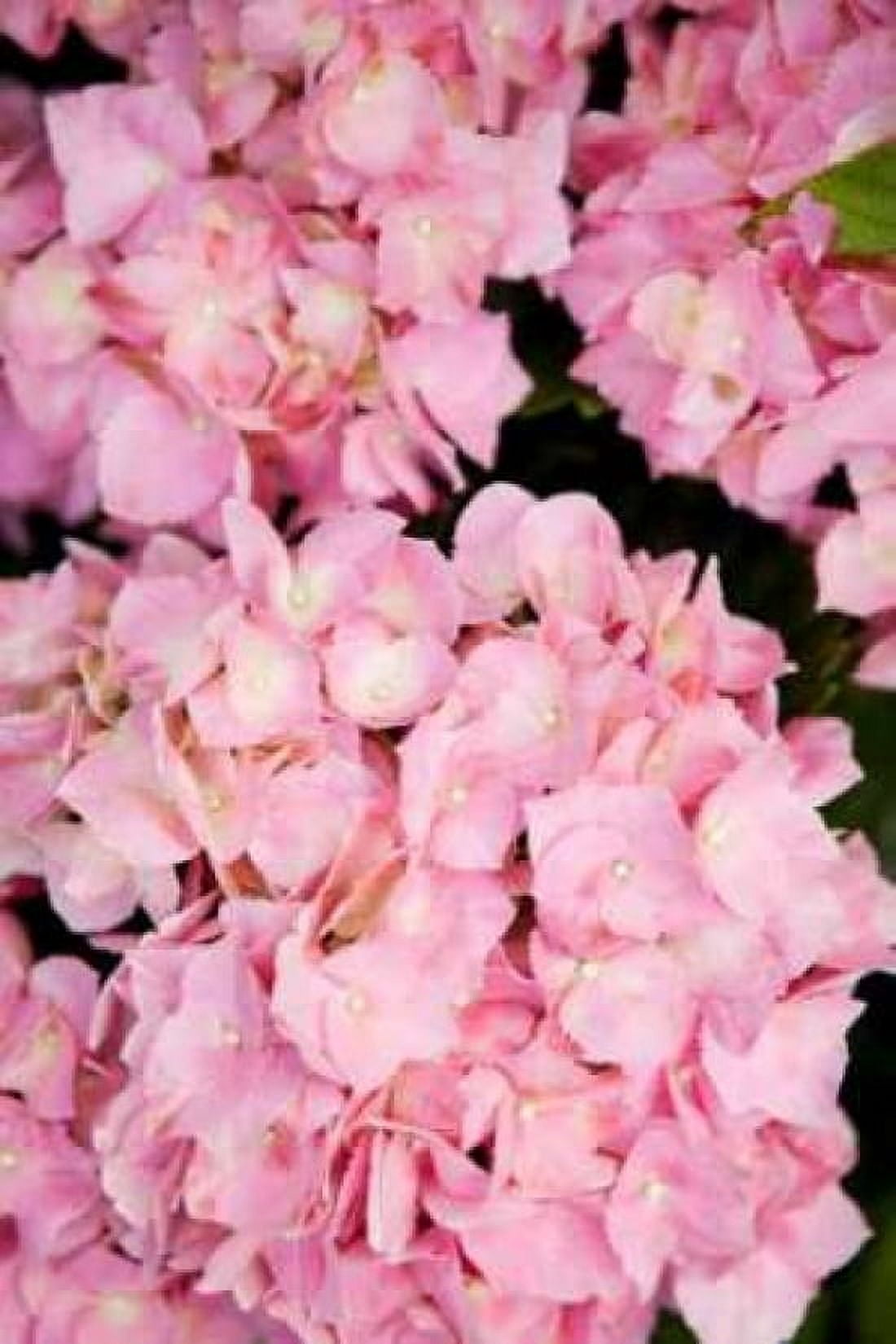 Hydrangeas III Canvas Art - Karyn Millet (24 x 36)