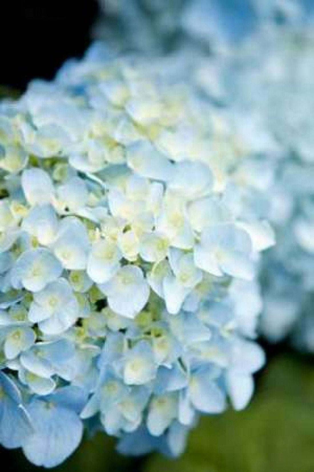 Hydrangeas IV Canvas Art - Karyn Millet (24 x 36)