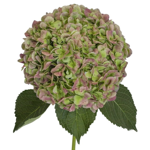 Hydrangeas Jumbo 12 Stems of Antique Green Farm Direct Fresh Cut Flowers by Bloomingmore