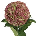 thumbnail image 1 of Hydrangeas Jumbo 12 Stems of Antique Red Farm Direct Fresh Cut Flowers by Bloomingmore, 1 of 5