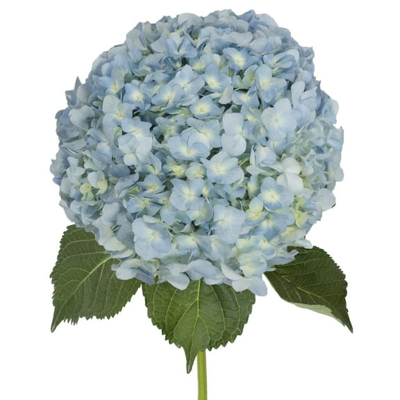Hydrangeas Jumbo 12 Stems of Blue Farm Direct Fresh Cut Flowers by Bloomingmore