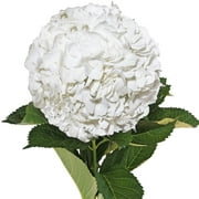 Hydrangeas Jumbo 12 Stems of White Farm Direct Fresh Cut Flowers by Bloomingmore