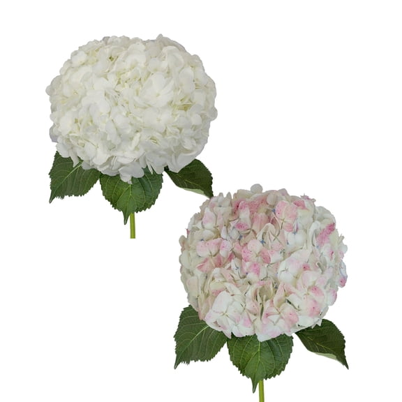 Hydrangeas Jumbo 12 Stems of White and Antique Pink Farm Direct Fresh Cut Flowers by Bloomingmore