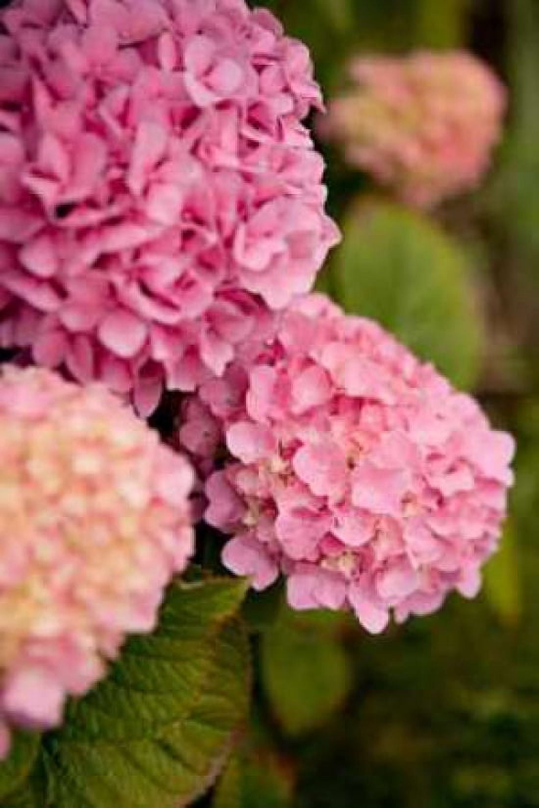 Hydrangeas V Canvas Art - Karyn Millet (24 x 36)