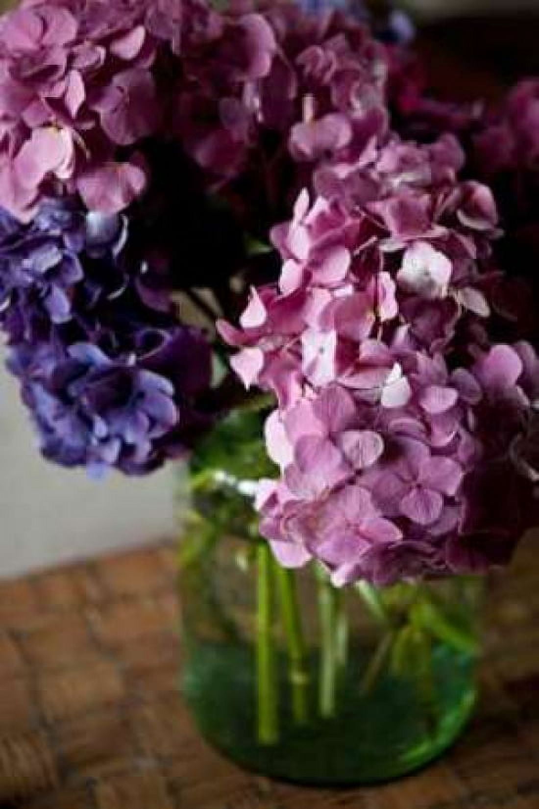Hydrangeas VI Canvas Art - Karyn Millet (12 x 18)