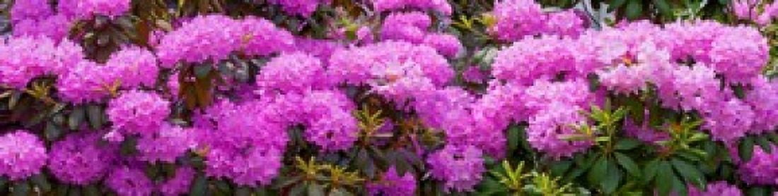 Hydrangeas flowers Union Township Union County New Jersey USA Canvas Art - Panoramic Images (40 x 10)