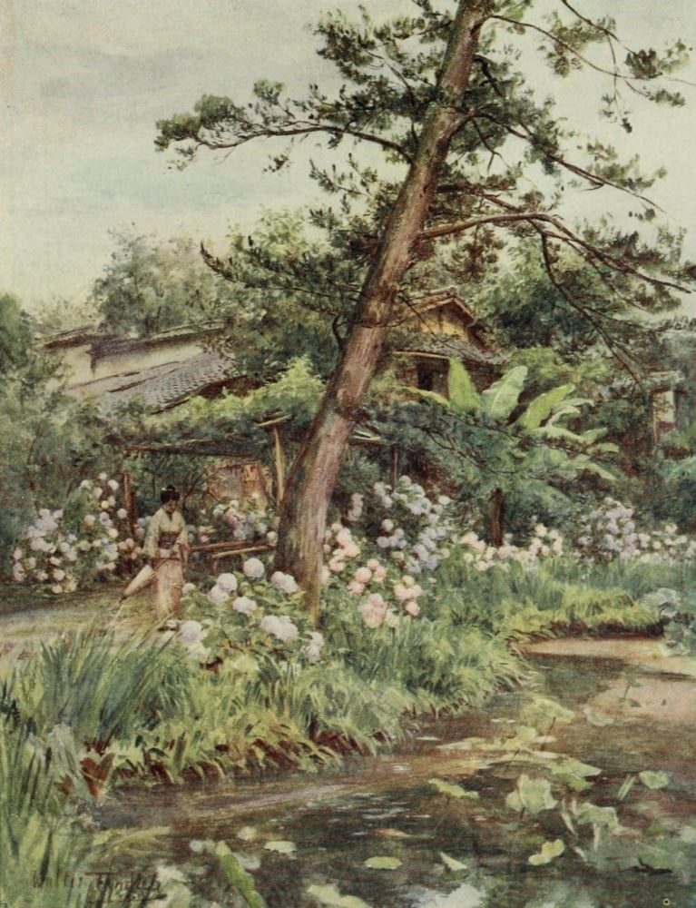 Hydrangeas in Tea Garden at Nichi Otani Japanese Gardens 1912 Canvas Art - Walter Tyndale (18 x 24)