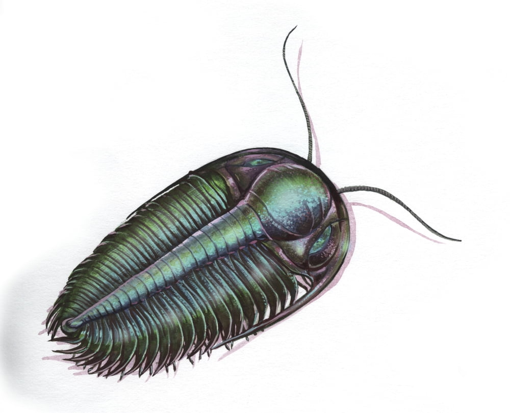 Hydrocephalus trilobite from the Cambrian period Canvas Art - Jan SovakStocktrek Images (16 x 13)