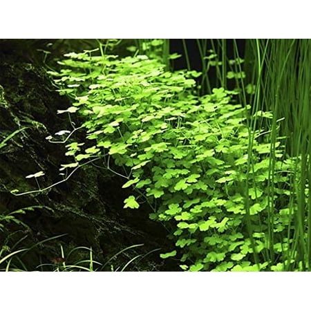 Hydrocotyle Tripartita - 1 Pot - Live Aquatic Plant
