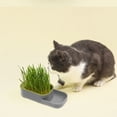 thumbnail image 1 of Hydroponic Cat Grass Growing Kit with Removable Tray and Breathable Lid for Indoor Pet Snacking, 1 of 6