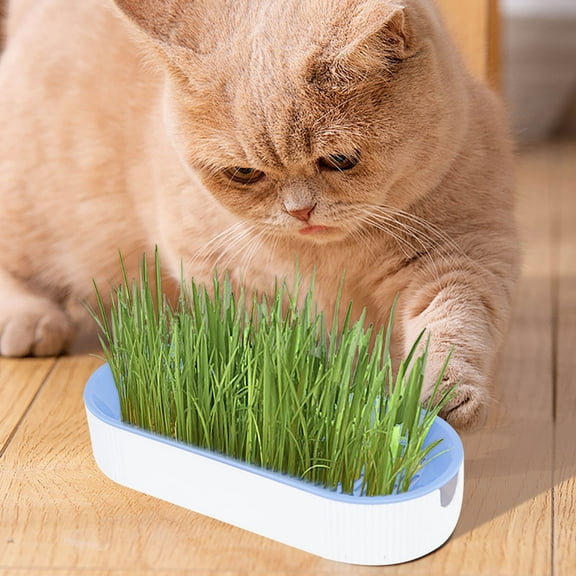 Hydroponic Cat Grass Planter Soilless Indoor Growing Kit with Tray 2-Pack