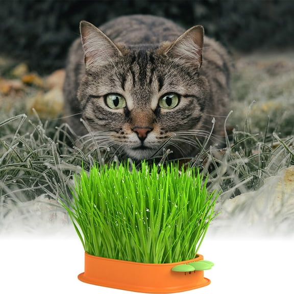 Hydroponic Cat Planter Kit for Indoor Soilless Culture with Decorative Carrot Design Easy Growing System