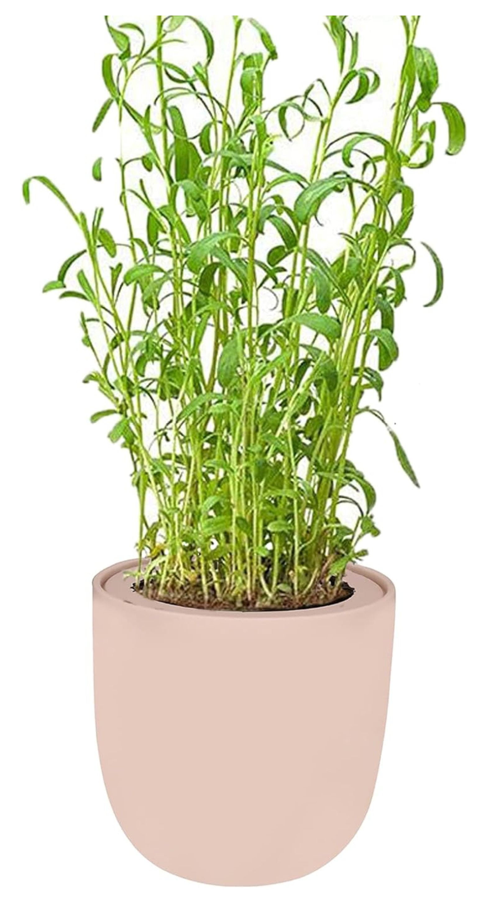 Hydroponic Growing Ceramic Kit, SelfWatering Kitchen Garden Starter Kit with Organic Seeds