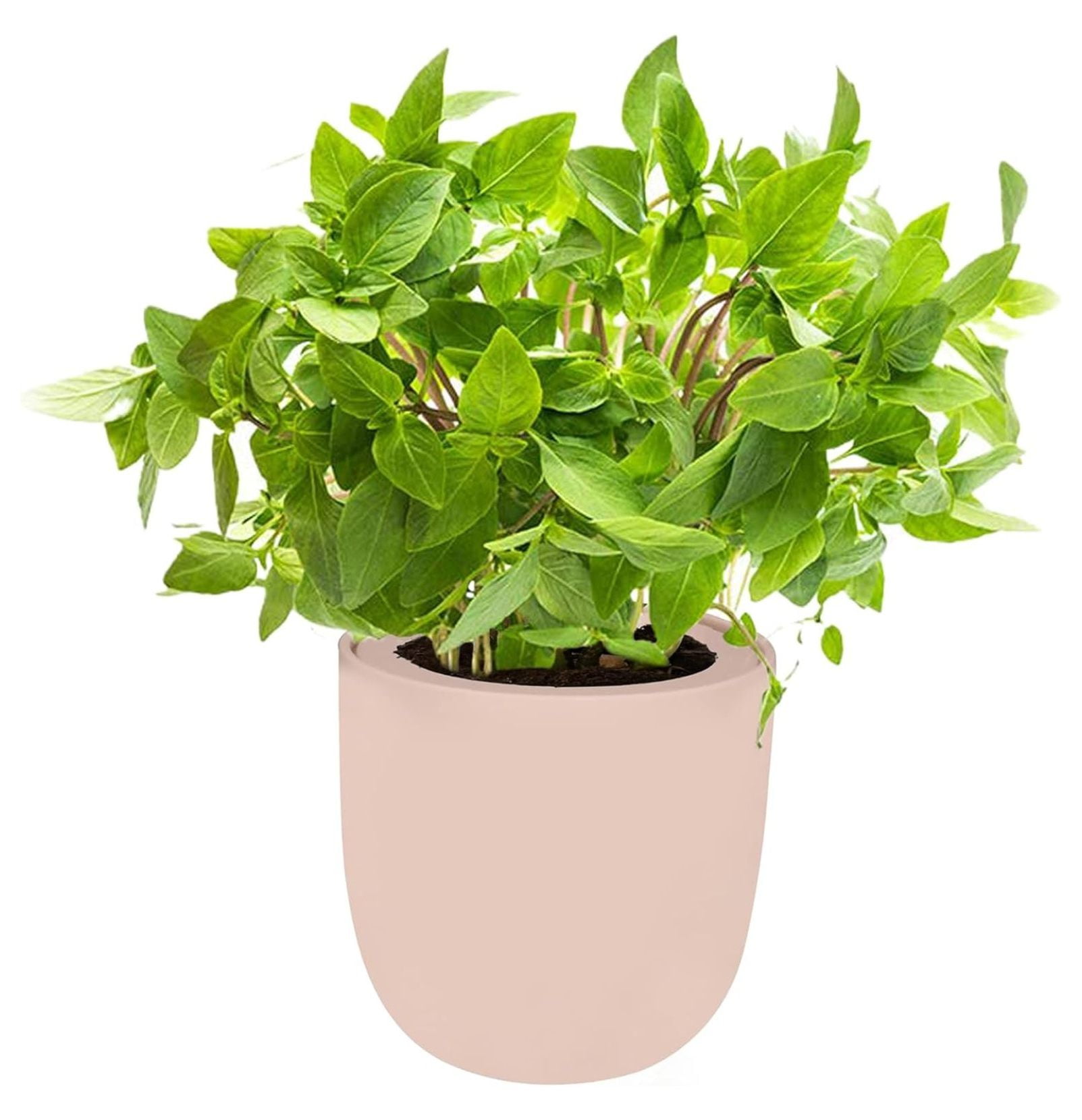 Hydroponic Growing Ceramic Kit, SelfWatering Kitchen Garden Starter