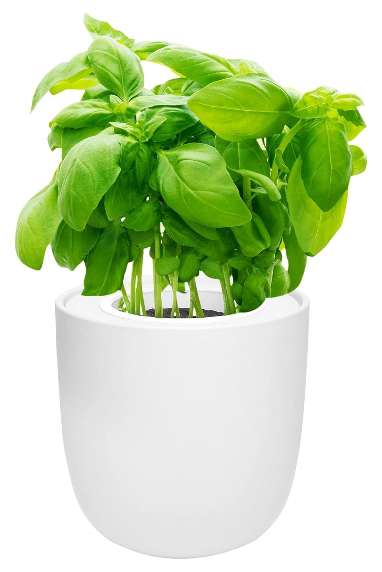 Hydroponic Growing Kit, SelfWatering Kitchen Garden Starter Kit with