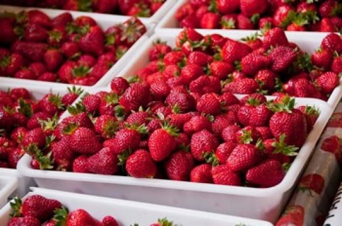 Hydroponic Strawberry Production Marlborough South Island New Zealand Canvas Art - Lee Foster DanitaDelimont (36 x 24)