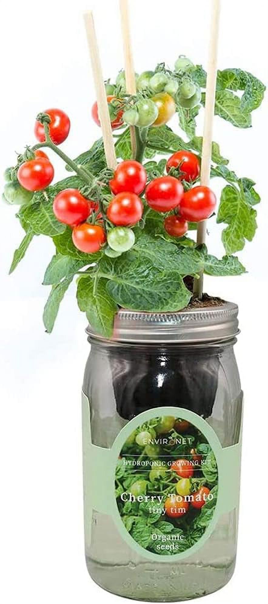 Hydroponic Tomato Growing Kit, SelfWatering Mason Jar Tomato Garden