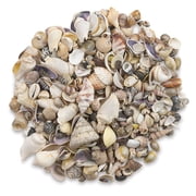 Hygloss Bucket O Shells - Natural Mix, 16 oz