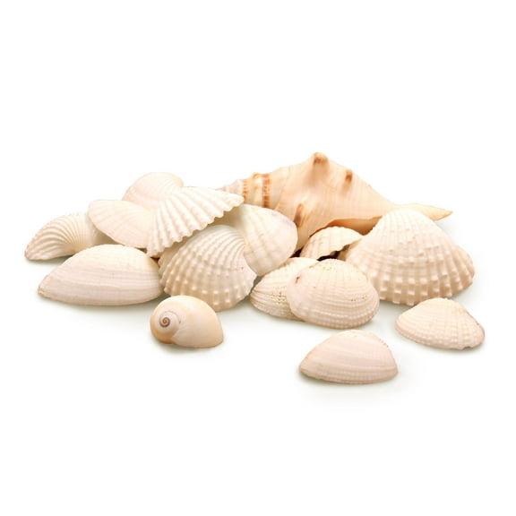 Hygloss Bucket O' Shells - White Mix, 16 oz