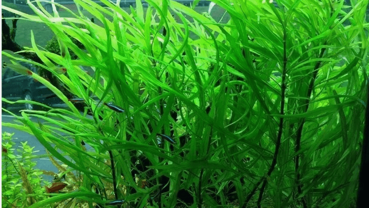Hygrophila Angustifolia – Easy Live Freshwater Aquarium Plant for Fish Tanks