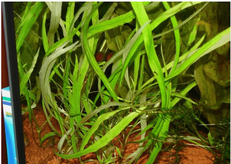 Hygrophila Angustifolia Live Aquarium Plant, Freshwater Fish Tank Aquatic Plant