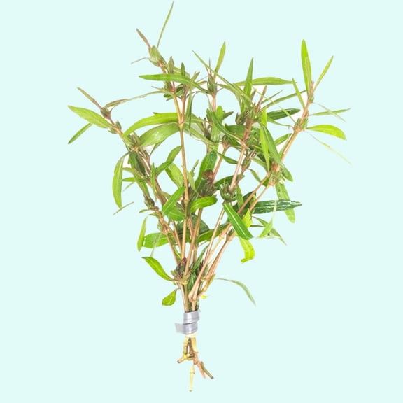 Hygrophila Corymbosa Var. N Size: Bunch 3-5 Stems Live Aquarium Plants BUY 2 GET 1 FREE