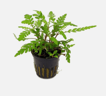 Hygrophila Pinnatifida Live Aquarium Plant – Single Bare Root Freshwater Aquatic Plant for Fish Tank Aquascaping