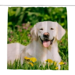 Labrador puppy accessories 2025