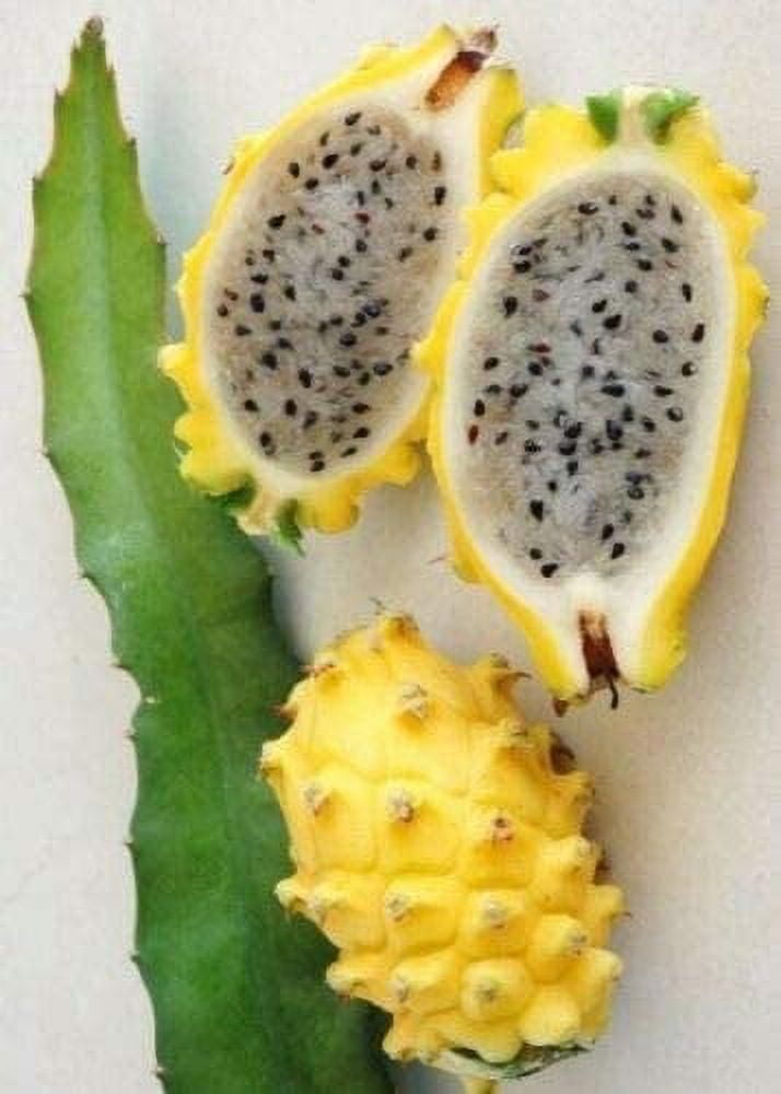 Yellow Dragon Fruit Seeds