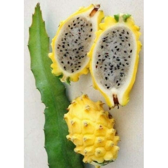 Hylocereus Megalanthus Yellow Dragon Fruit Cereus Cacti Cactus Pitaya jocad (15 Seeds)